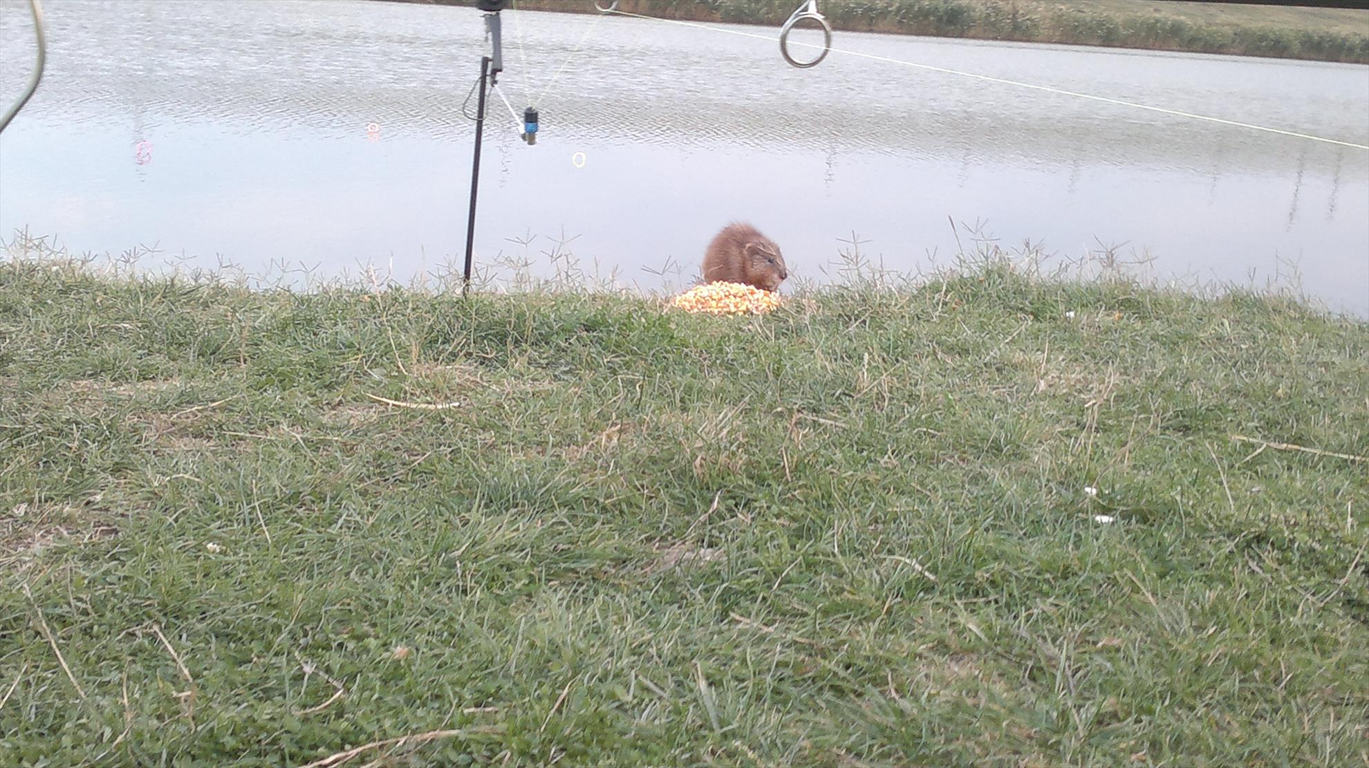 Album Lupsanu 2013 - 280920131303.jpg